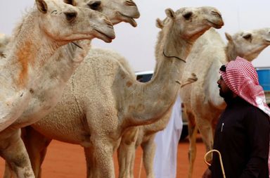 الجمال في المملكة