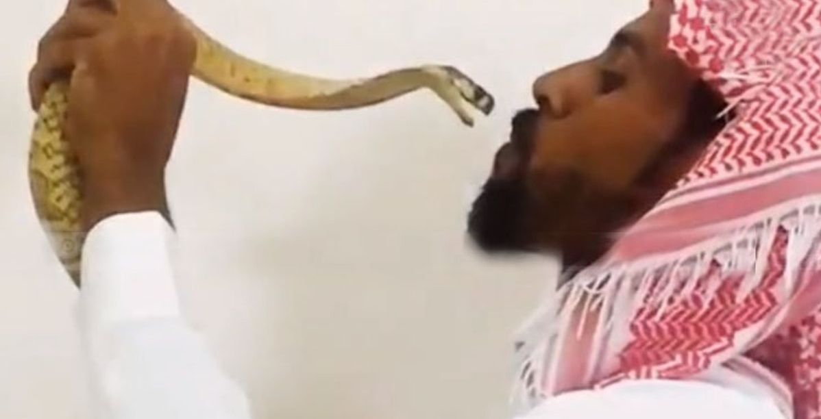 نعم يقبل الكوبرا