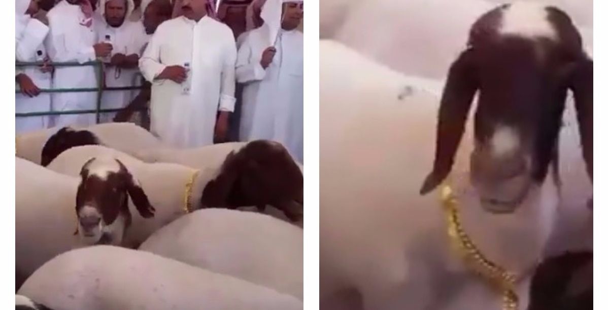 الأغنام الذهبية