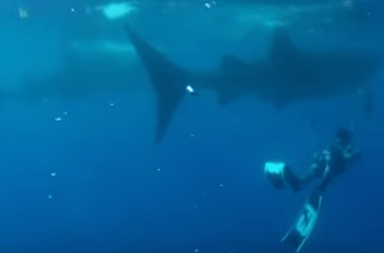 ولي عهد دبي يسبح مع سمكة القرش