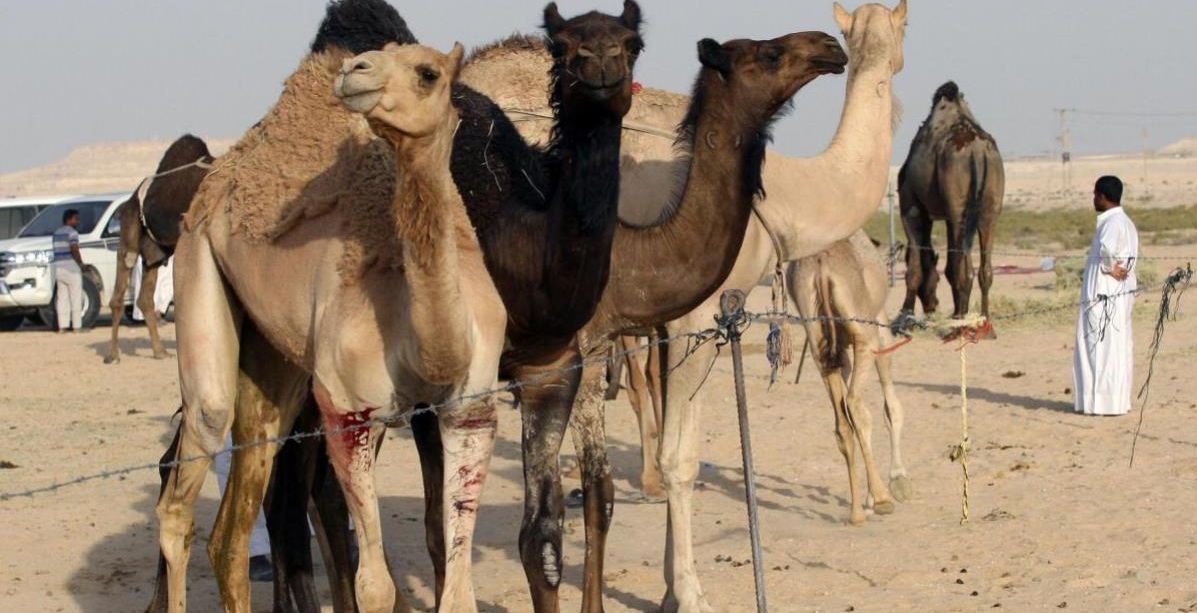 الجمال تعبر الحدود (رويترز)