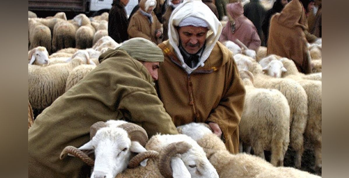 شروط شراء اضحية العيد