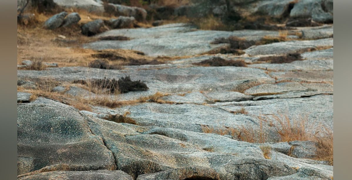 صورة الفهد بين الصخور 