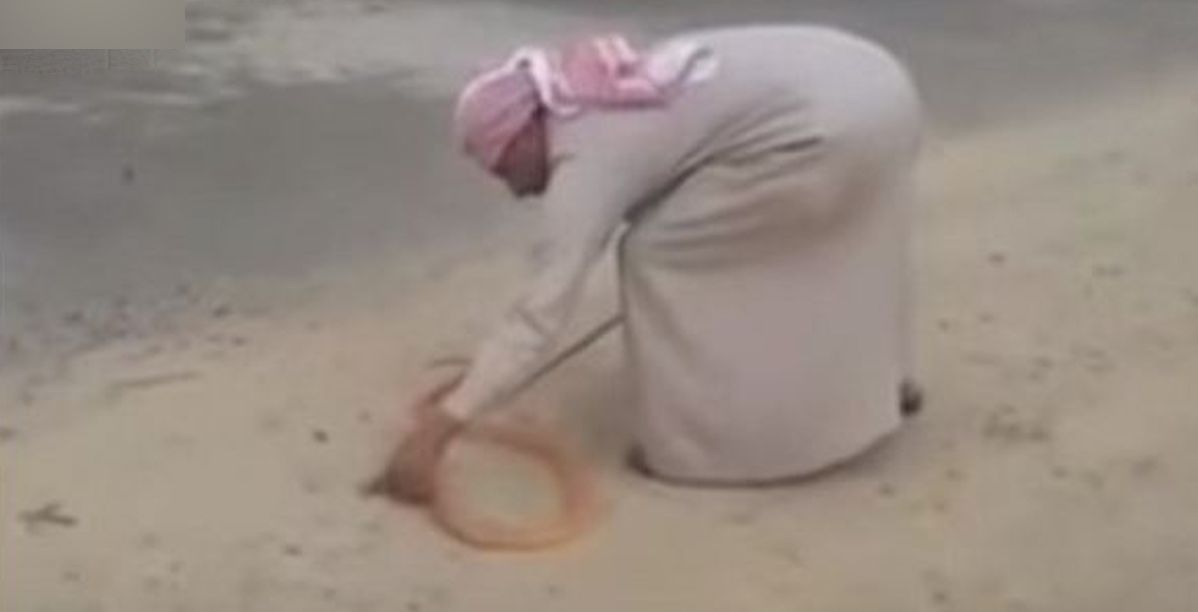 سعودي يلهو مع افعى الكوبرا
