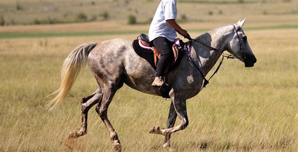 افضل طريقة لتعلم ركوب الخيل