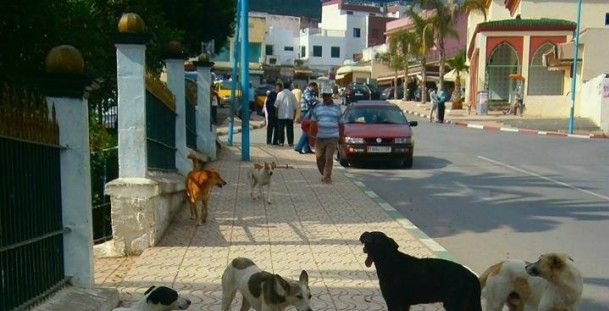 مشكلة الكلاب الضالة في ميناء جدة