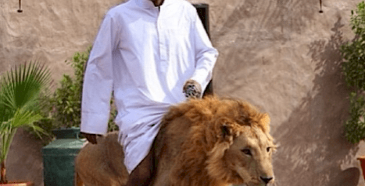 على الأسد