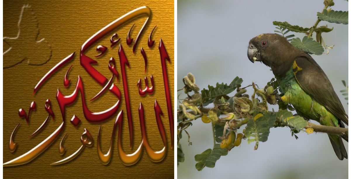 الله أكبر وببغاء