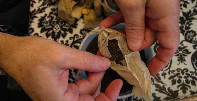 أكياس الشاي المعلبة