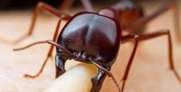 فوائد قرصة النملة على الجسم