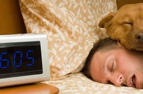 النوم الى جانب الحيوانات