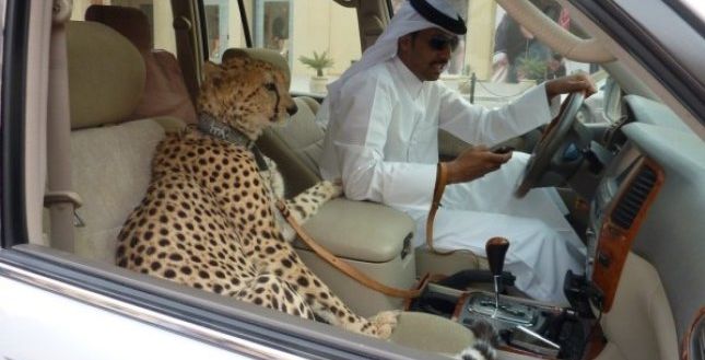 هل الفهود متكاثرة لحدّ أنها أصبحت في سياراتنا؟