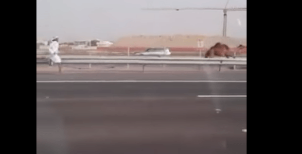 رجل يركض وراء الجمل في دبي