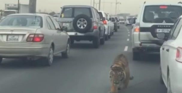 نمر يتجول في شوارع قطر في طريق 22 فبراير