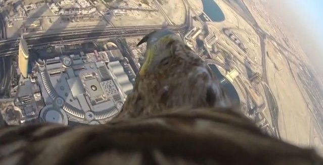 صورة للنسر يحلق بجانب برج خليفة في دبي
