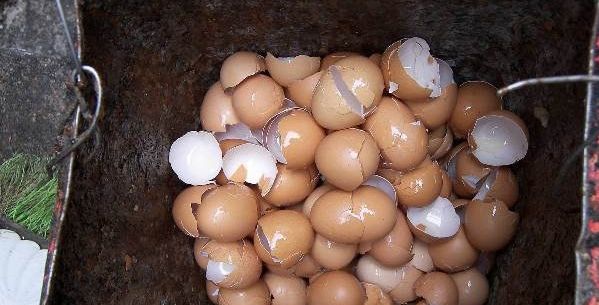 كيفية الاستفادة من قشر البيض للصحة