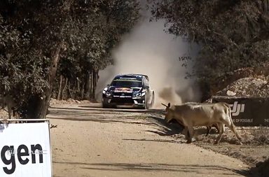 كيف تجنب سباستيان اوجييه قطيع الابقار