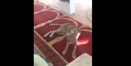 الفهد في المسجد (يوتيوب)