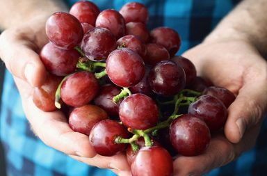 كيف تفقد الكثير من الوزن مع رجيم العنب