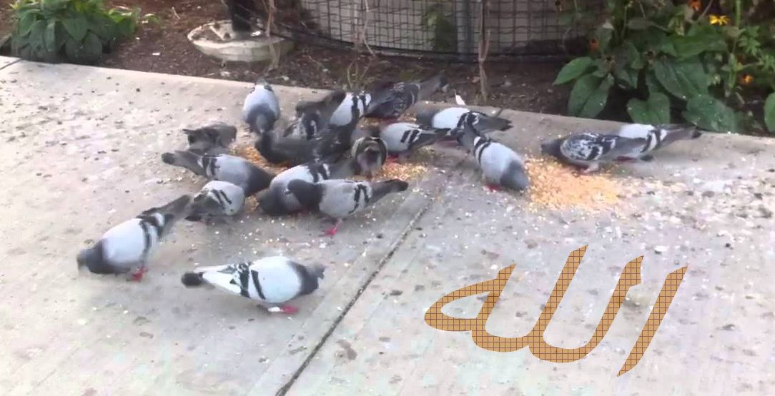 حمام يأكل