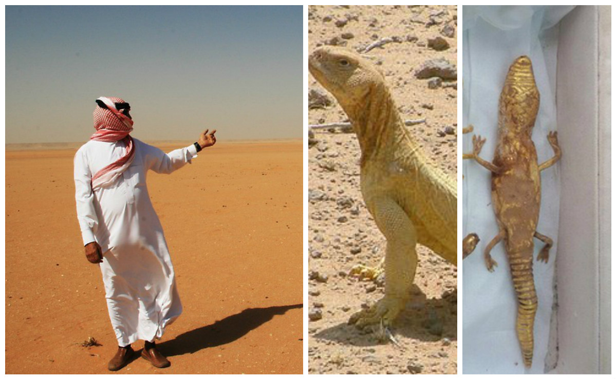 ماذا وجدوا؟ (مزيون)