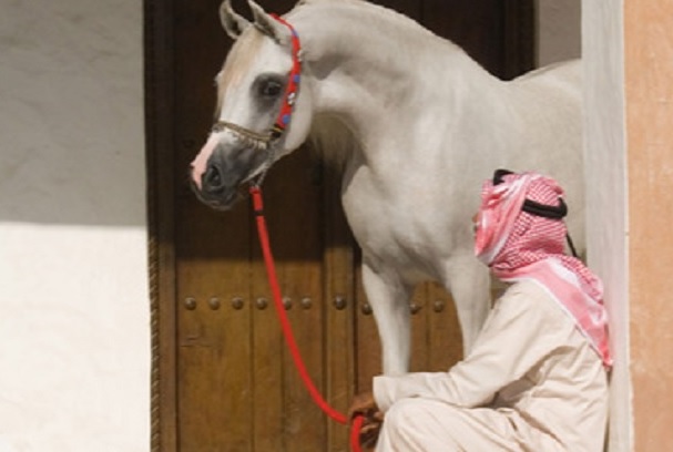 تشتهر السعودية برياضة ركوب الخيل