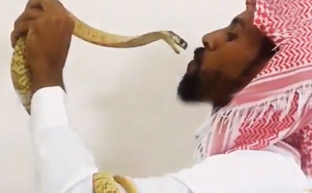 نعم يقبل الكوبرا
