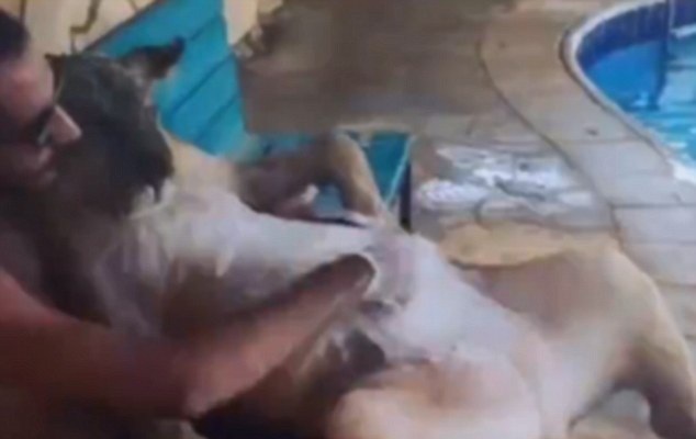 شاب يلاعب أسد في حمام السباحة