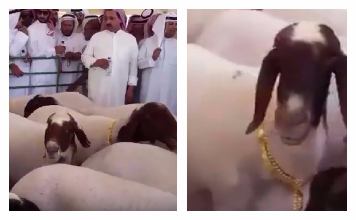 الأغنام الذهبية