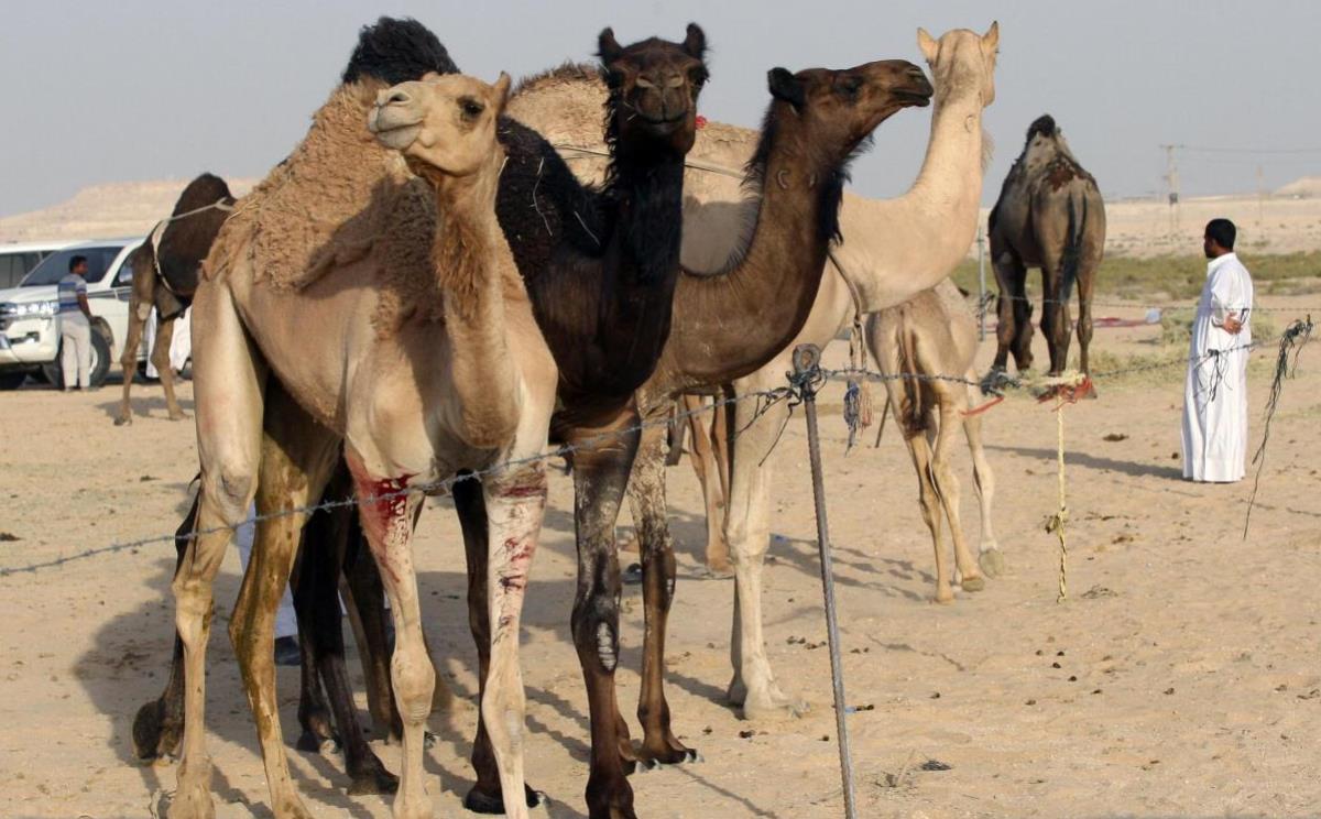 الجمال تعبر الحدود (رويترز)