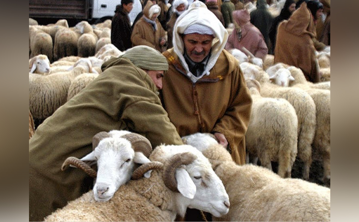 شروط شراء اضحية العيد