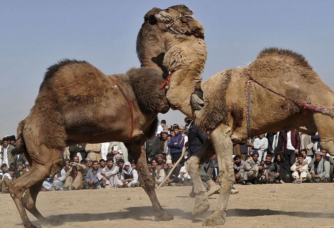 صورة أرشيفية لمعركة بين جملين في أفغانستان (AFP)