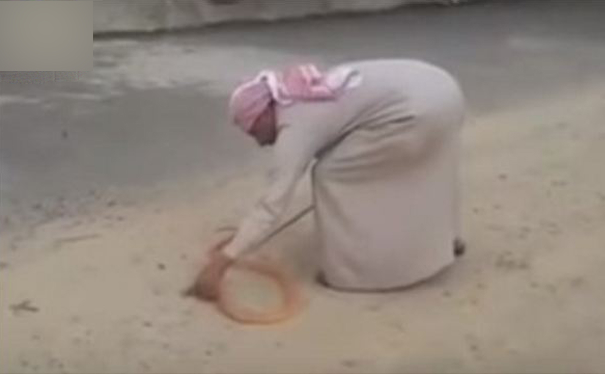 سعودي يلهو مع افعى الكوبرا