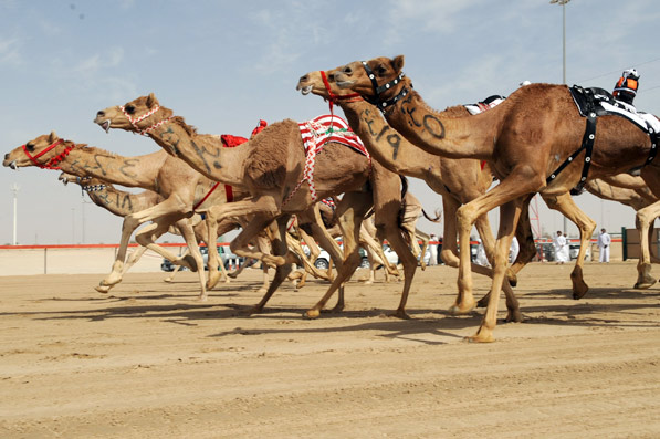 سباق الهجن في دبي 2015