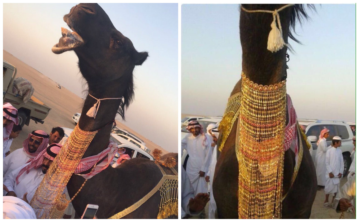 الناقة الذهبية؟!