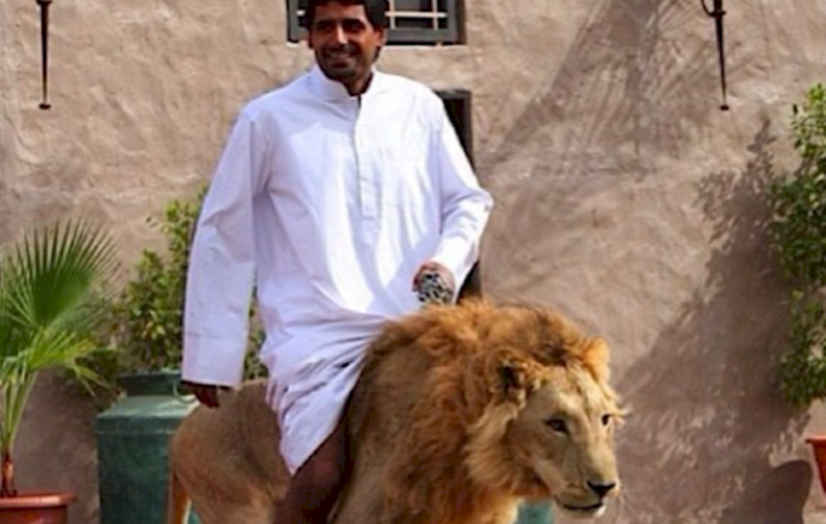 على الأسد