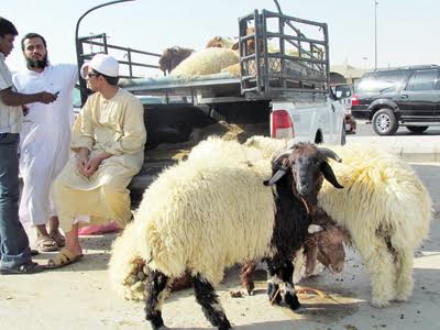 خروف قاتل؟