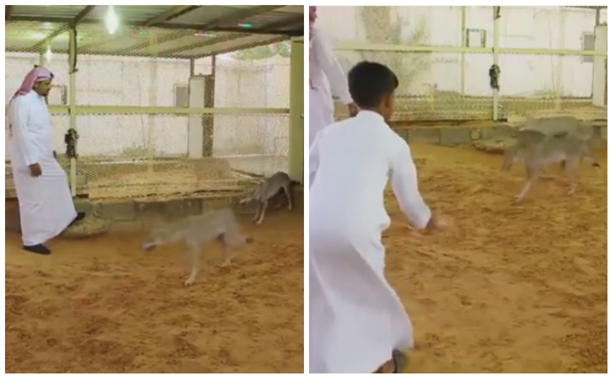 سعودي يربي ذئاب ويلهو معهم