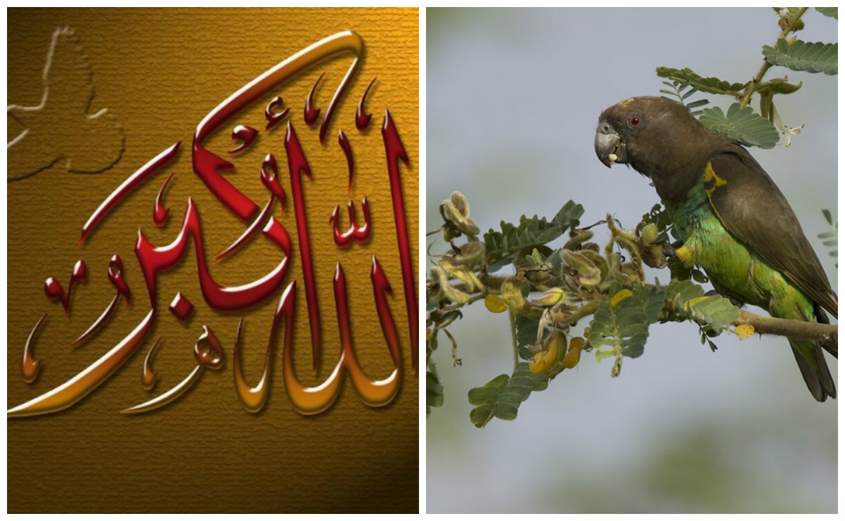 الله أكبر وببغاء