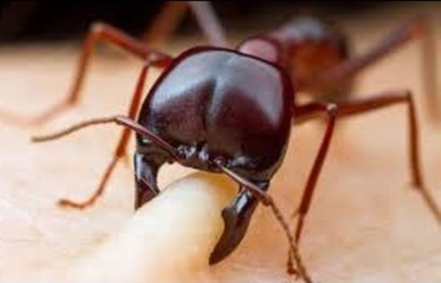 فوائد قرصة النملة على الجسم