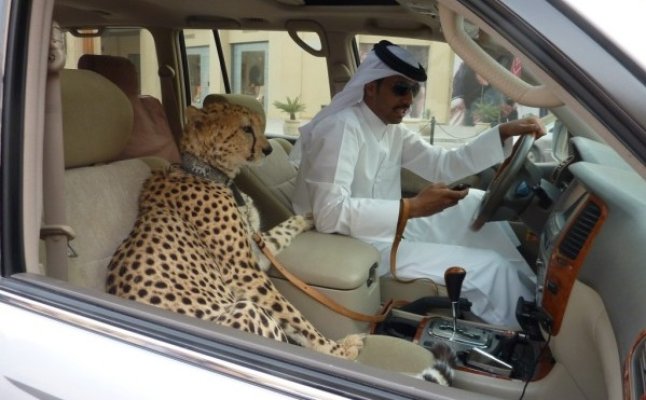 هل الفهود متكاثرة لحدّ أنها أصبحت في سياراتنا؟