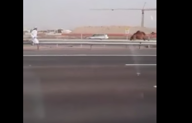 رجل يركض وراء الجمل في دبي