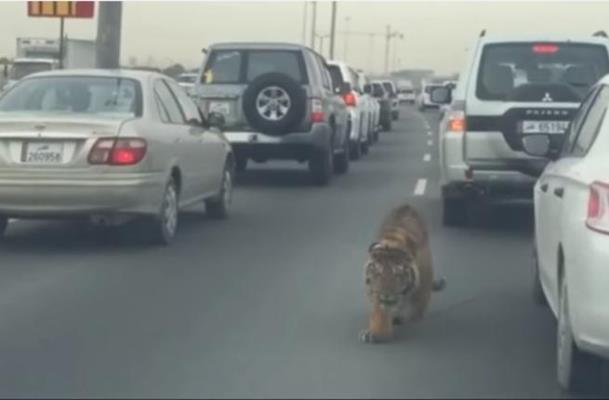 نمر يتجول في شوارع قطر في طريق 22 فبراير