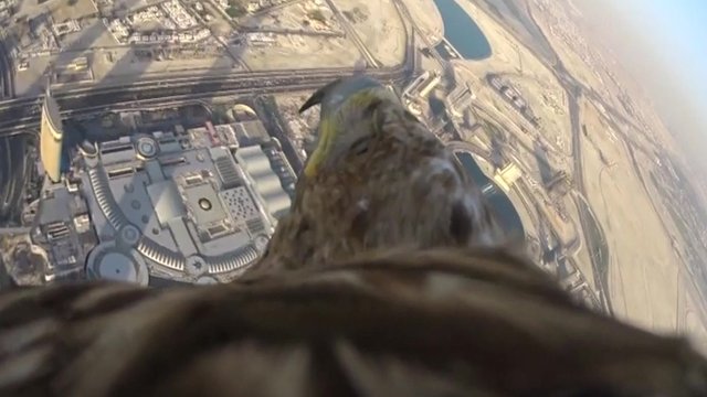 صورة للنسر يحلق بجانب برج خليفة في دبي