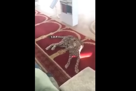 الفهد في المسجد (يوتيوب)