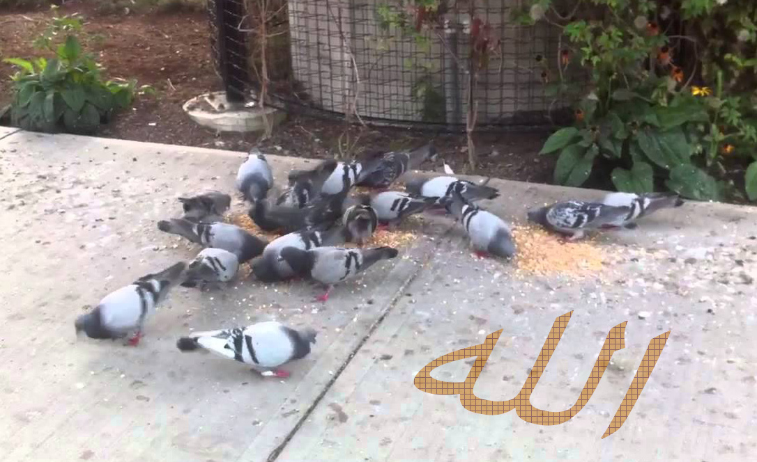 حمام يأكل